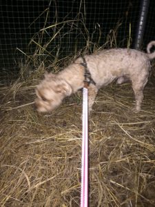 通常マルプーは4キロ前後。トラは8キロ…(笑)