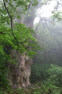 パワーをもらえる屋久島の縄文杉。