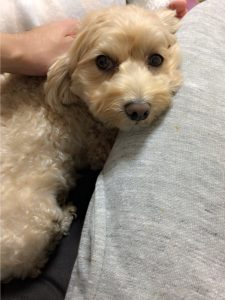 お父さんに甘えてる時♪
